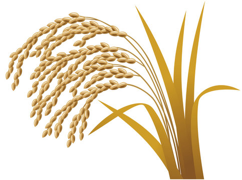 rice