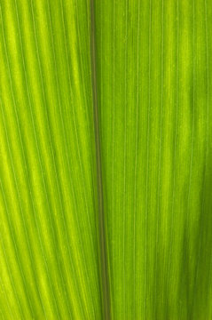 Maisblatt