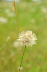 たんぽぽの綿毛