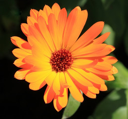 Calendula