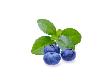 Bilberries