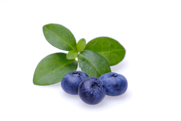 Bilberries