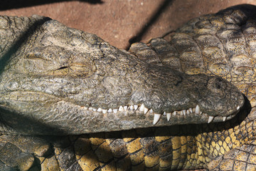 TIERE_0035_Stumpfkrokodil