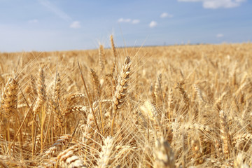 wheat fields under the sun in the summer before harvest