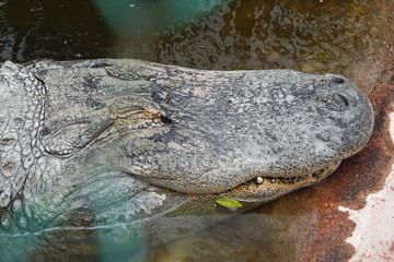 Obraz premium TIERE_0881_Mississippi-Alligator