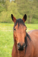 Obraz premium head and neck of a horse brown