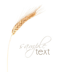 Naklejka premium Wheat isolated on white