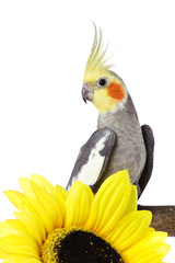 parrot and a flower