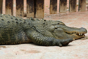 TIERE_0885_Mississippi-Alligator