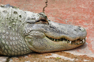 TIERE_0888_Mississippi-Alligator