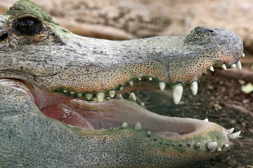 TIERE_0889_Mississippi-Alligator