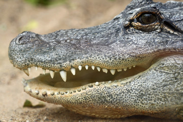 TIERE_0892_Mississippi-Alligator