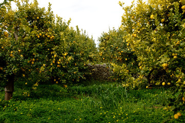 Fototapeta na wymiar Zitronenplantage