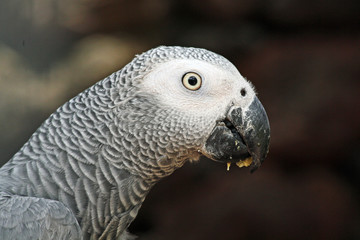 TIERE_0896_Papagei_Graupapagei