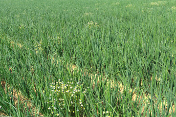 onion fields in summer under the sun