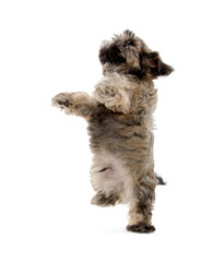 shih tzu puppy begging