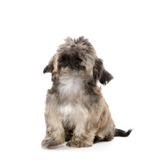 shih tzu puppy begging