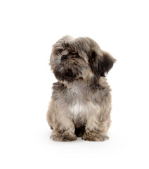 shih tzu puppy begging