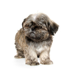 shih tzu puppy begging