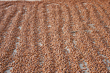 Hazelnuts At Harvest Tiime