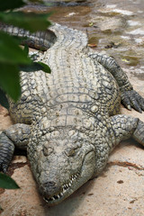 TIERE_0922_Stumpfkrokodil