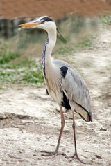 Héron solitaire
