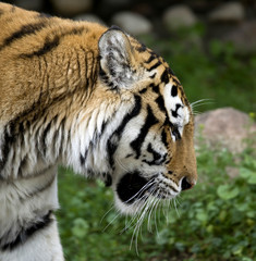 tigre de l'Oussouri 1