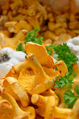 pfifferlinge closeup