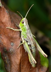 Grasshopper on dry leaf