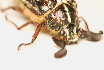 Polyphylla fullo