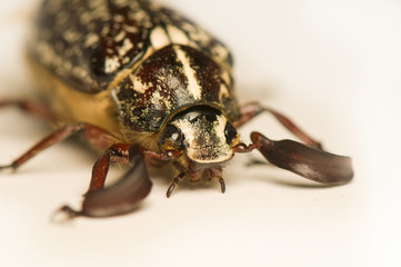 Polyphylla fullo