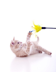 Katzenbaby spielt mit Katzenspielzeug