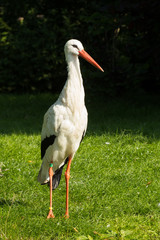 Stork standing in a field