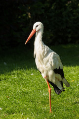 Stork resting on one leg