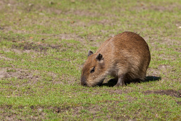 Capybara cub