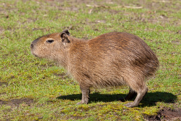 Capybara cub