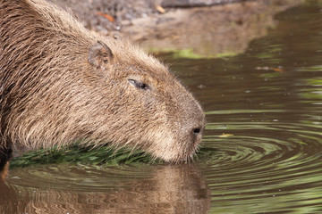 Capybara drinking