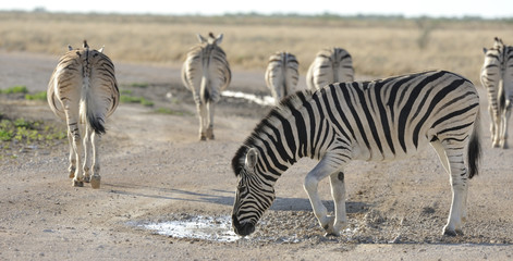 Obraz na płótnie Canvas Zebra 1