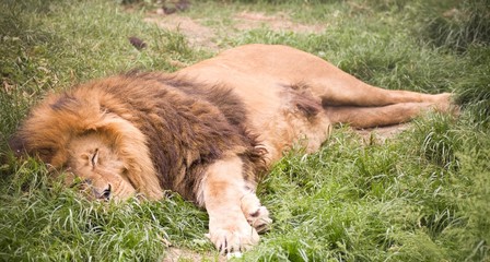 Naklejka premium Young wild african lion