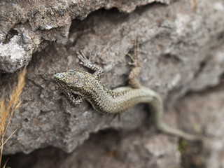 lizard