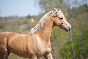 Obraz na płótnie Canvas palomino stallion