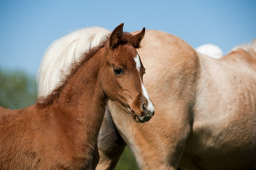 Obraz premium foal closeup