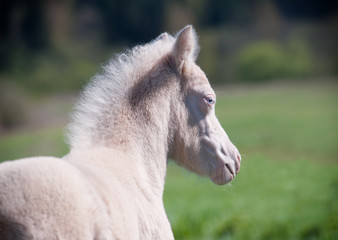 pony foal