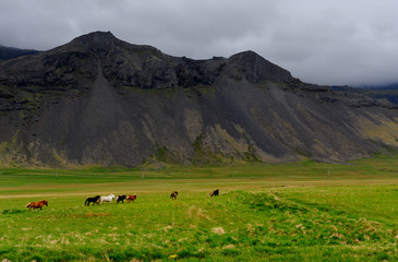 Icelandic horses roaming on Snaefellsnes in Iceland