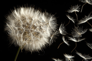 Fototapeta na wymiar Dandelion Seeds utraty in the Wind
