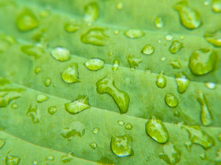 Closeup of small water drops on leaf
