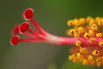 Hibiscus © Ulf Dressen