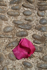 Fototapeta premium Bougainvillea