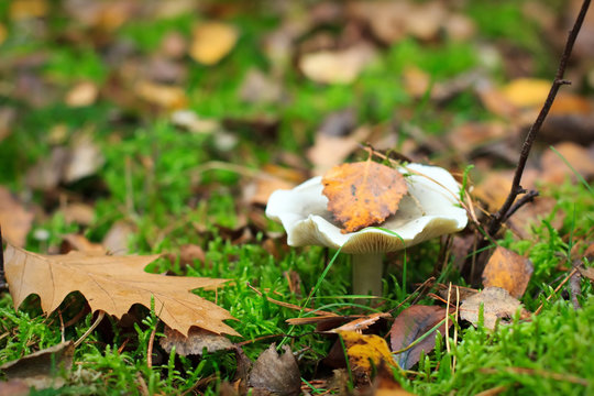 White russula mushroom