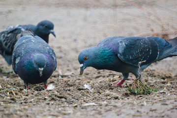 gray two wild pigeon dove sitting